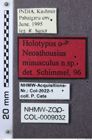 Etiketten zu Limonius minusculus (NHMW-ZOO-COL-0009032)